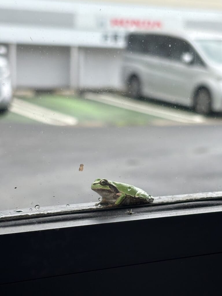 【旭126号店】かわいいお客さま🐸